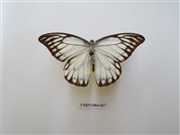 藏品(鋸粉蝶)的圖片